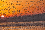 CLoud of Snow Geese at Sunrise